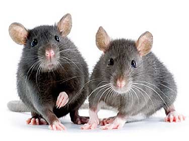 Control de plagas de roedores rattus novergicus