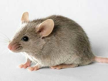Control de plagas de roedores rattus rattus