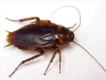 Control de plagas de Cucarachas Americanas