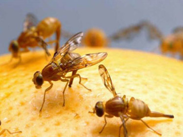 Control de plagas de moscas de fruta
