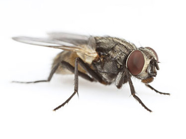 Control de plagas de moscas domesticas